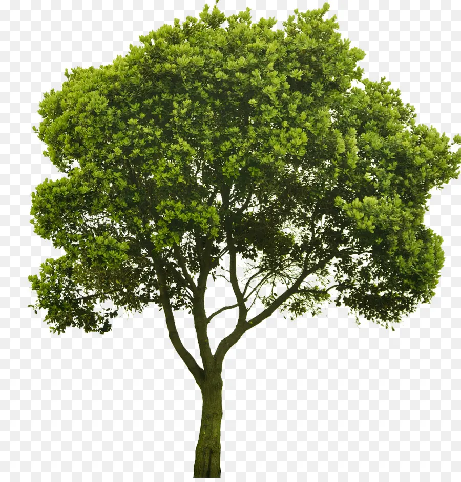 выбирая небольшие деревья，дерево PNG