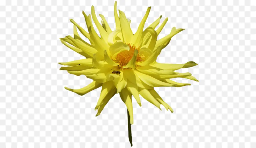 цветок，календула лекарственная PNG