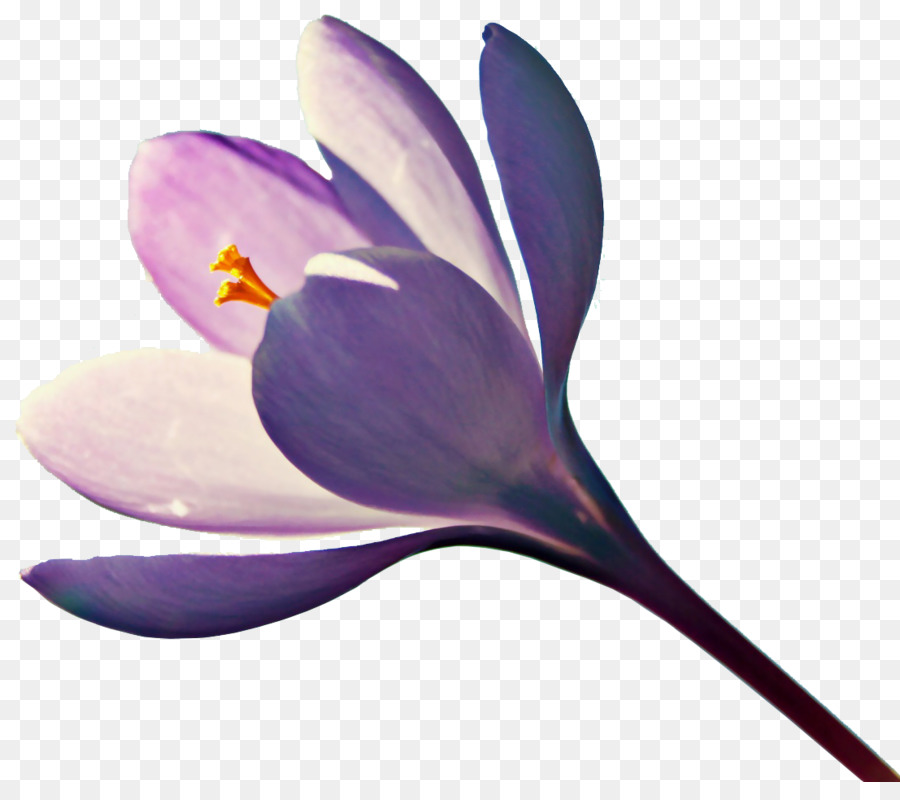 цветок，безвременник PNG