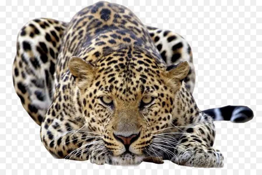 кошачьих，Амурский леопард PNG