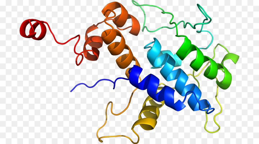 Структура белка，биология PNG