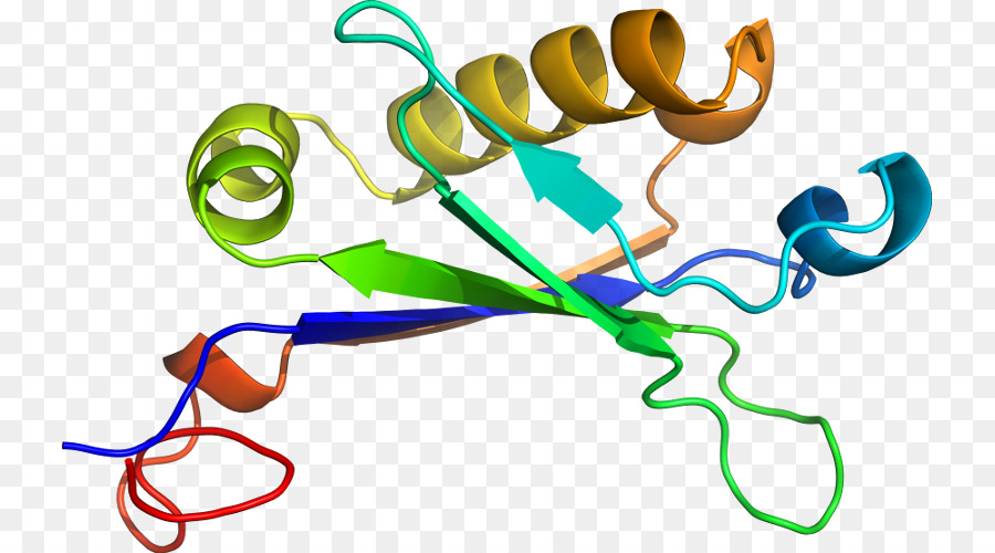 Структура белка，Биология PNG