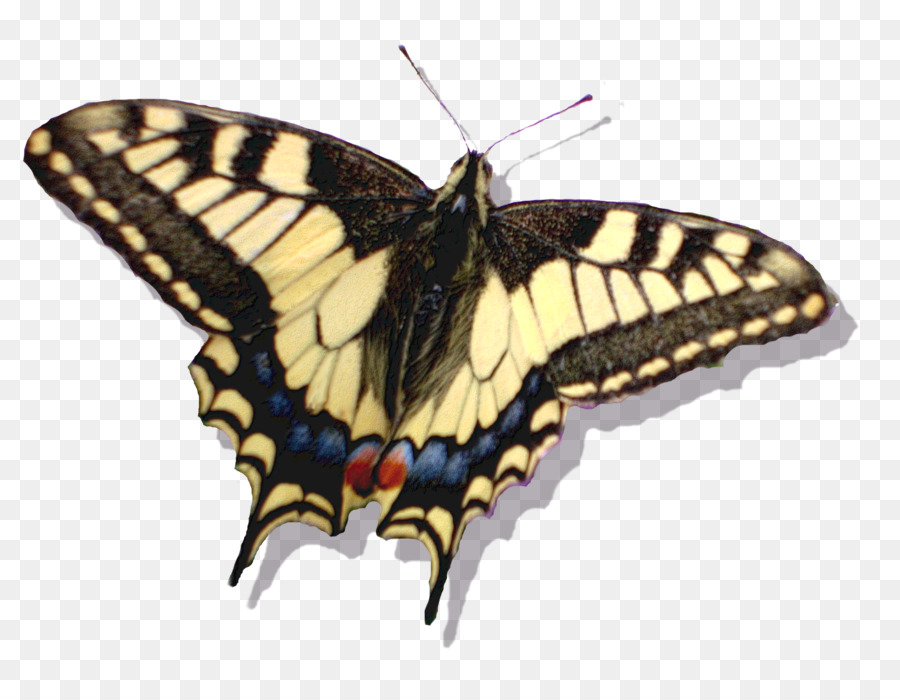 бабочка монарх，на сайте Deviantart PNG