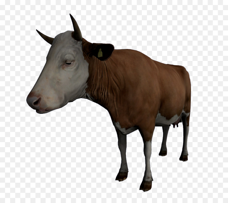 молочный скот，теленок PNG