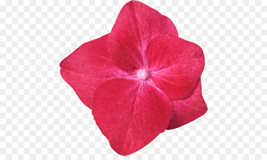 пурпурный，цветок PNG