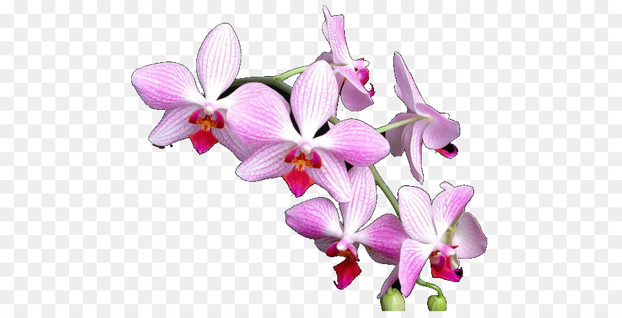 фаленопсис Equestris，орхидеи PNG