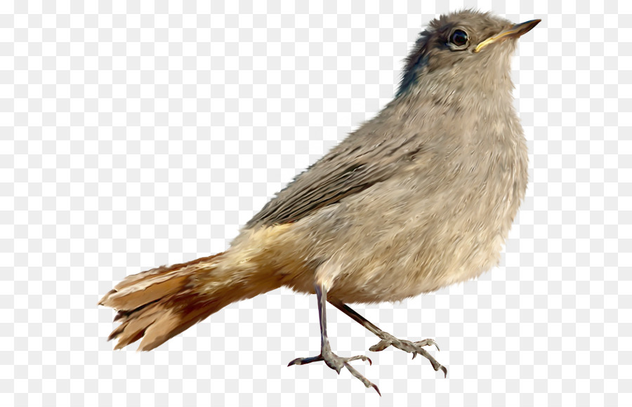 птица，домовый Воробей PNG