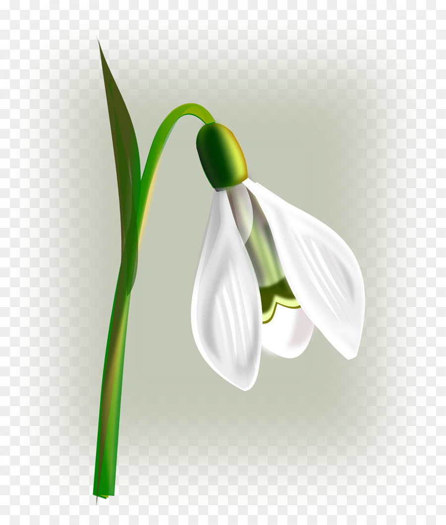 подснежник，цветок PNG