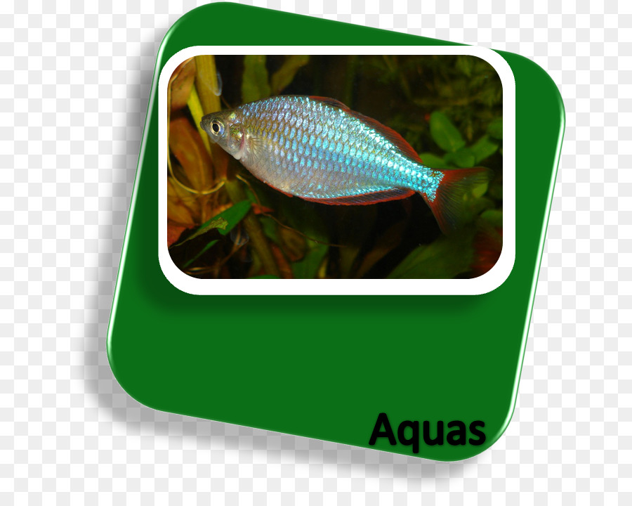 Новая Гвинея，неон Rainbowfish PNG