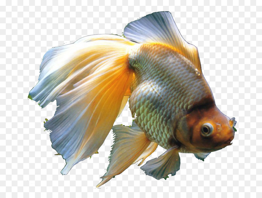 Золотая рыбка，вуалехвосты PNG