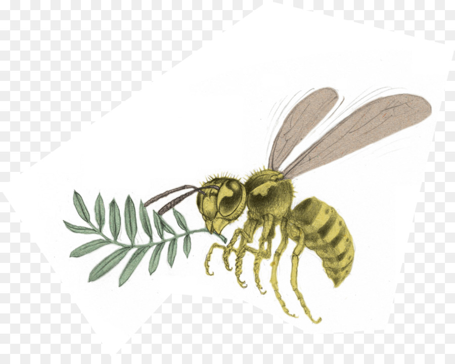 мед пчелиный，шершень PNG