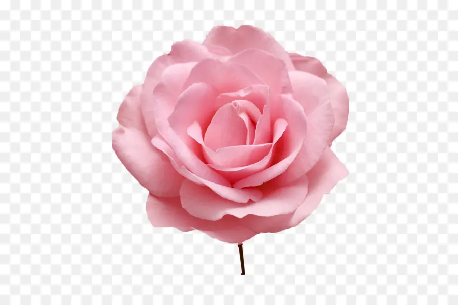 сад роз，китайская роза PNG
