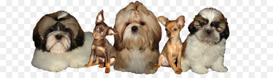 Dog Breed，ши тцу PNG