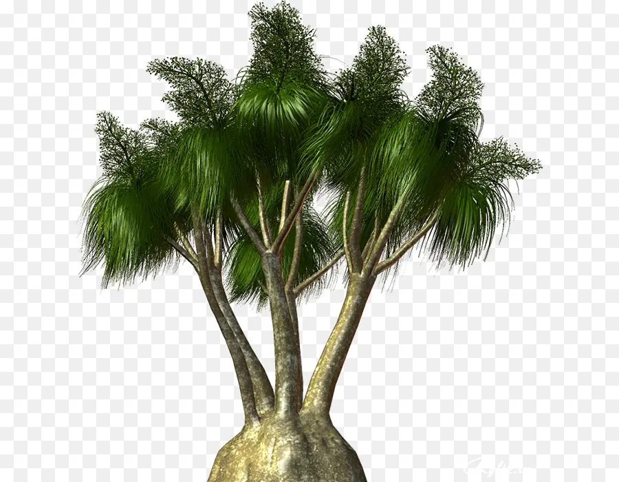 азиатские Пальмира ладони，Arecaceae PNG