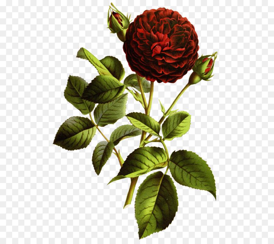 сад роз，Coreldraw PNG