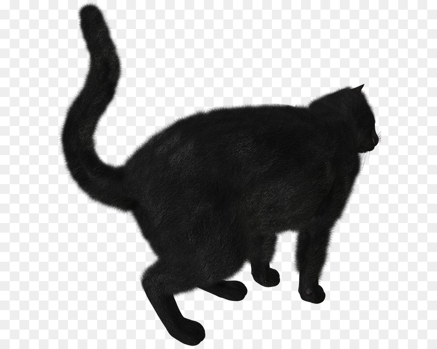 котенок，черный кот PNG