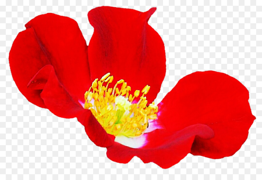 роза，красный PNG