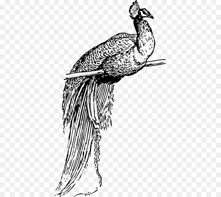 павлин，птица PNG