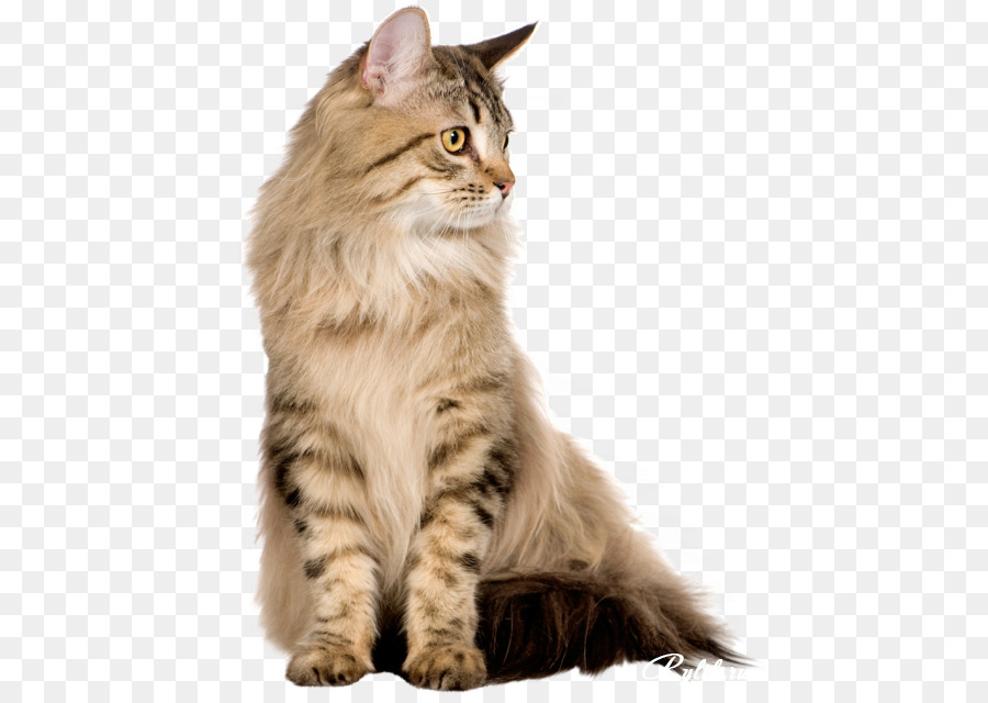 персидская кошка，мейн кун PNG