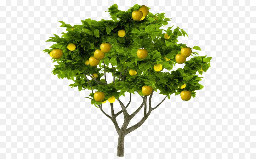 стоковая фотография，лимон PNG