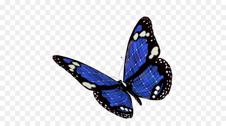 бабочка монарх，собака папильон PNG
