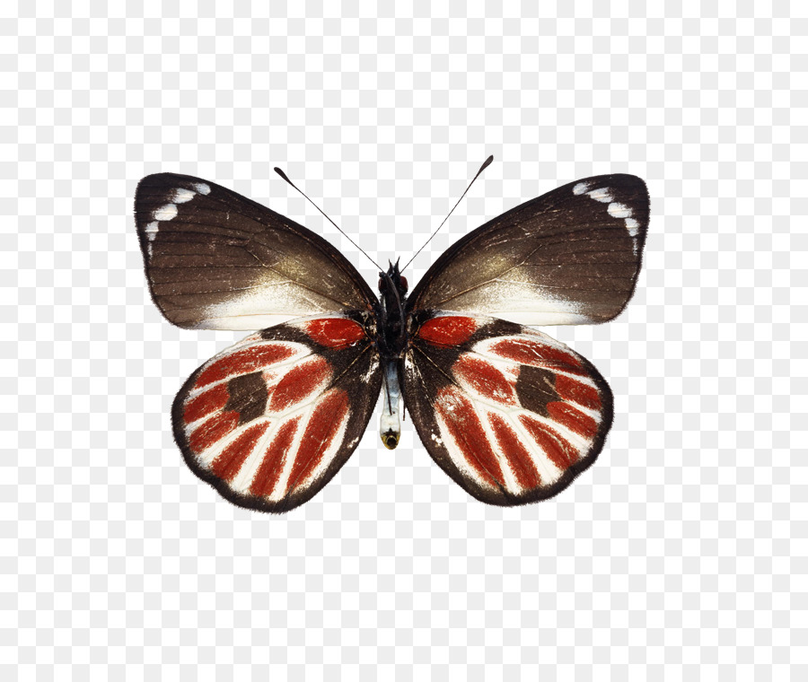 бабочка，Натяжна сталь PNG