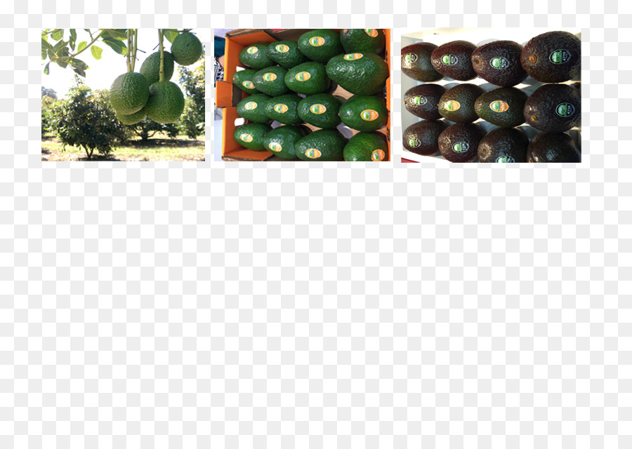 шарик，фрукты PNG