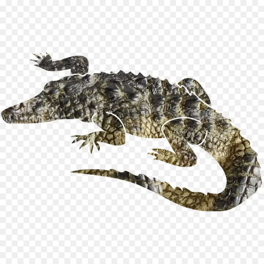 нильский крокодил，Аллигатор PNG