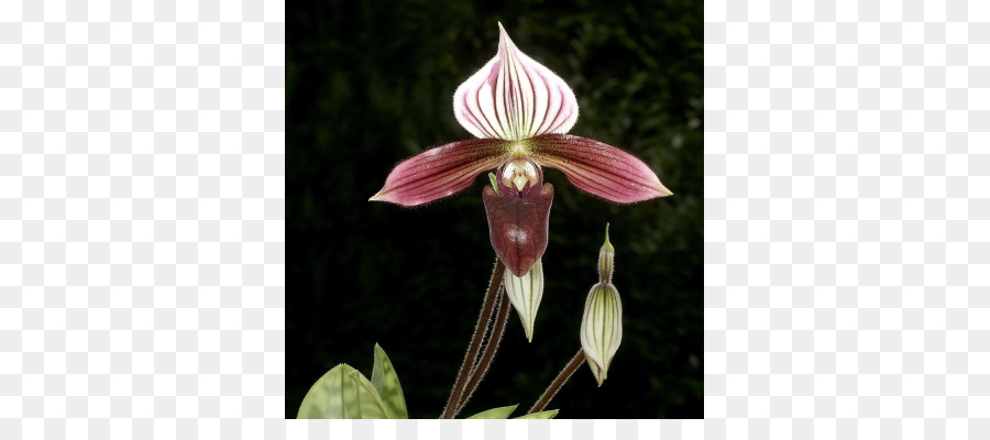 мотылек орхидеи，амариллис PNG