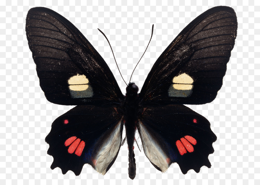 бабочка，каттлехеартс PNG