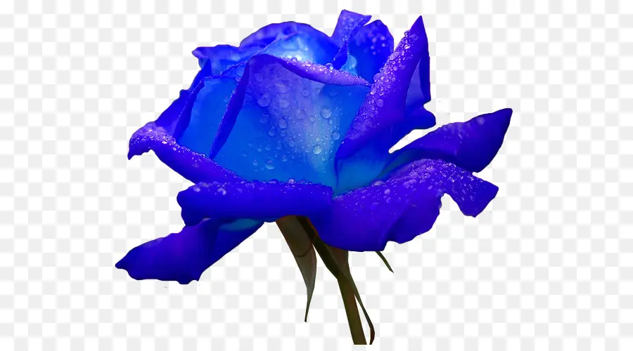 цветок，роза PNG