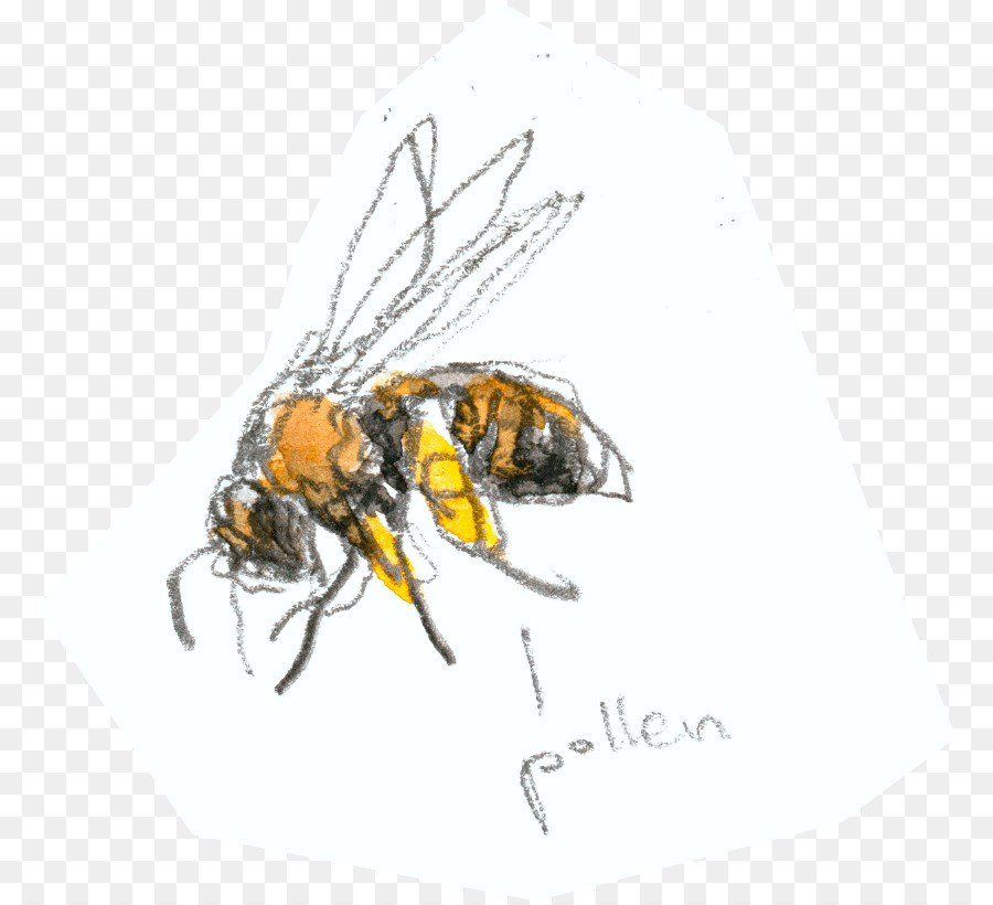 мед пчелиный，Пчелка PNG