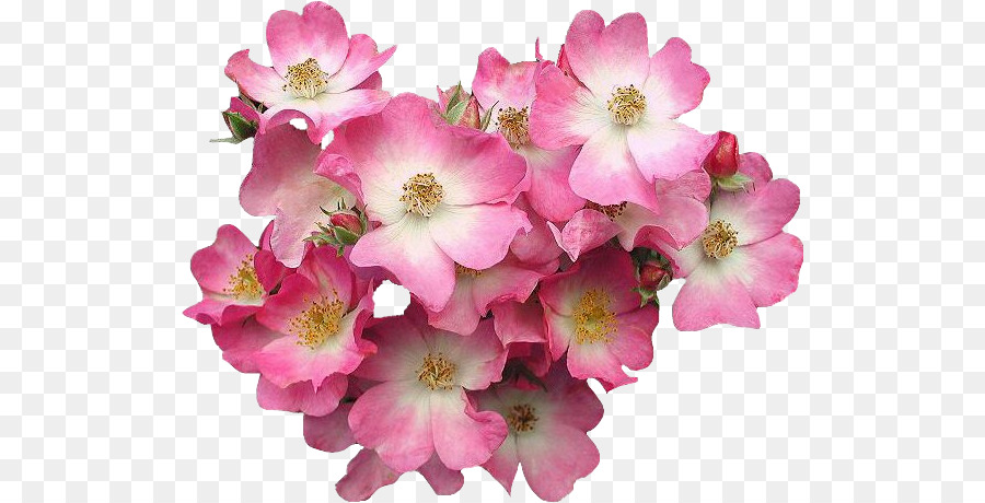 цветок，розовые цветы PNG