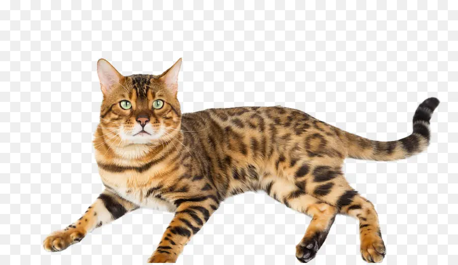 бенгальская кошка，американская короткошерстная PNG