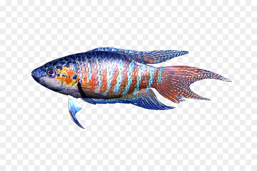 морской биологии，фауна PNG