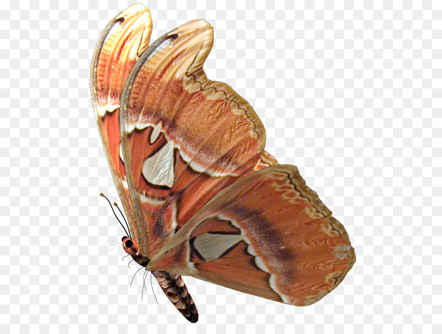 бабочка，названия дней недели PNG