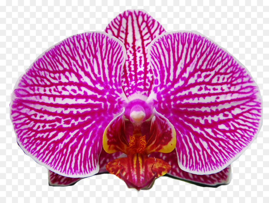 мотылек орхидеи，розовый M PNG