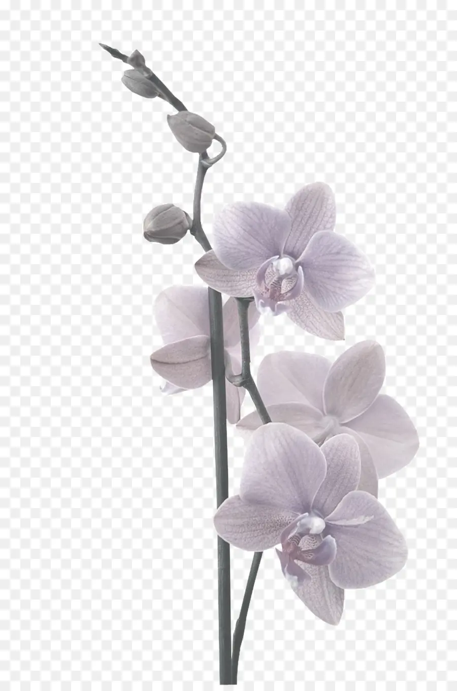 мотылек орхидеи，клей PNG