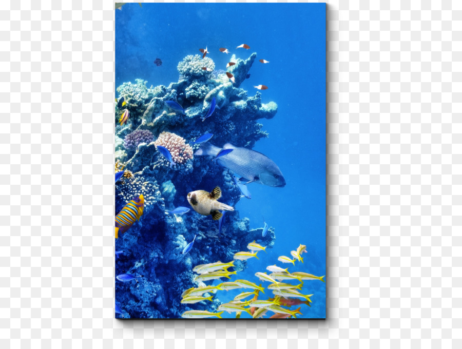 коралловый риф рыбы，коралловый риф PNG