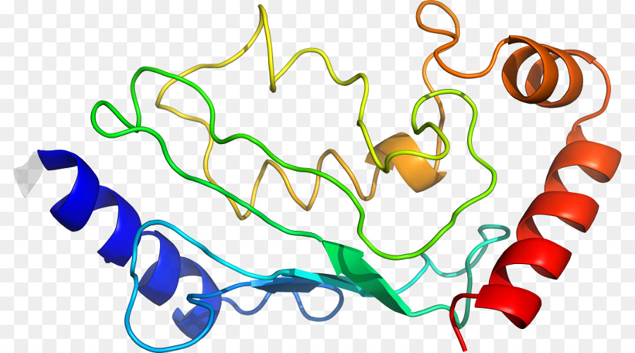 Структура белка，молекула PNG
