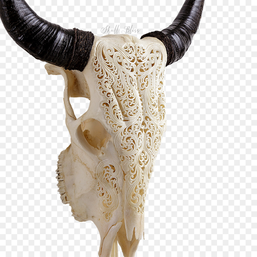 Техасский лонгхорн череп. Техасский лонгхорн рога. Череп коровы.