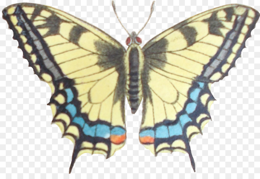 бабочка монарх，Gossamerwinged бабочки PNG