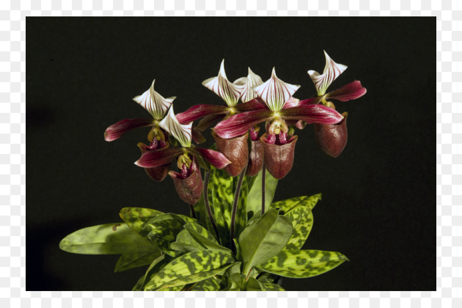 кругах Paphiopedilum Purpuratum，кругах Paphiopedilum Sukhakulii PNG