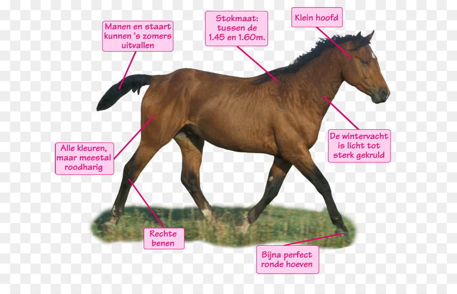 кудрявая лошадь，Маре PNG