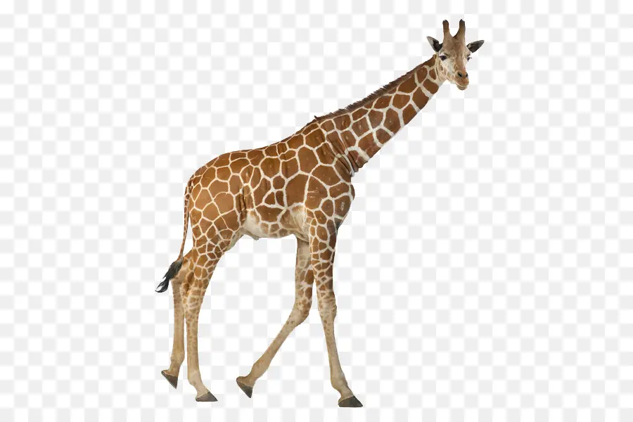 сетчатый жираф，стоковая фотография PNG