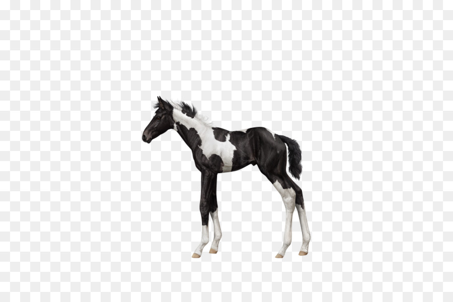 Stallion，Foal PNG