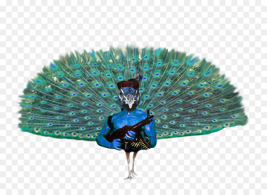 птица，паво PNG