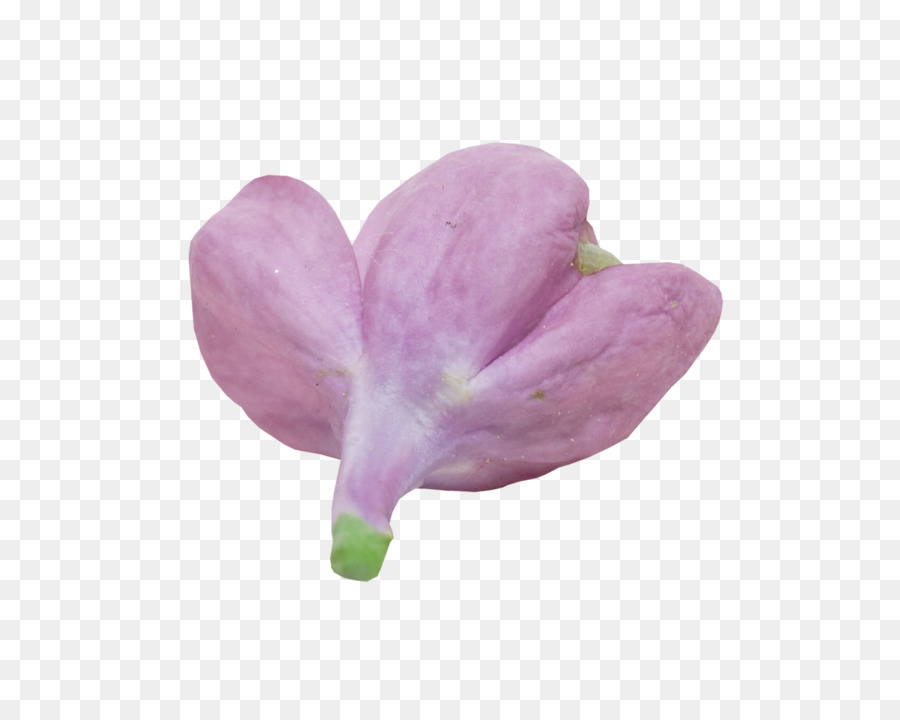 сиреневый，цветущее растение PNG