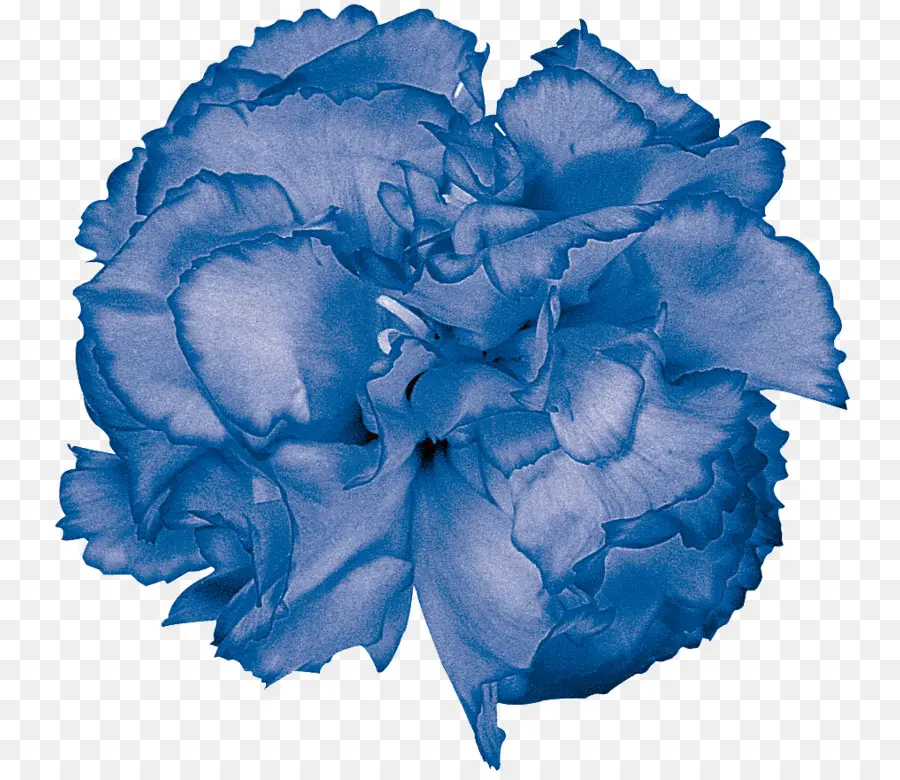 голубая роза，сад роз PNG
