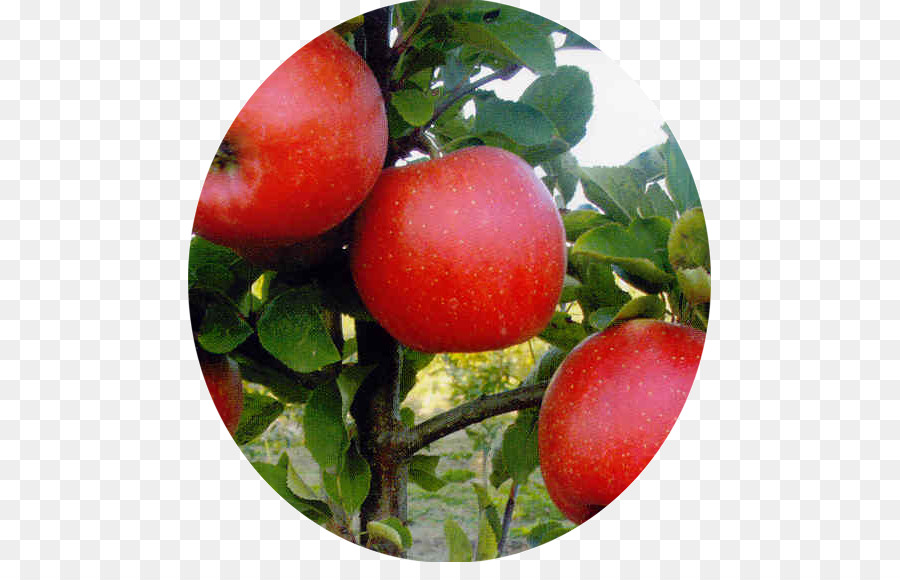 сливы помидоры，яблоко PNG
